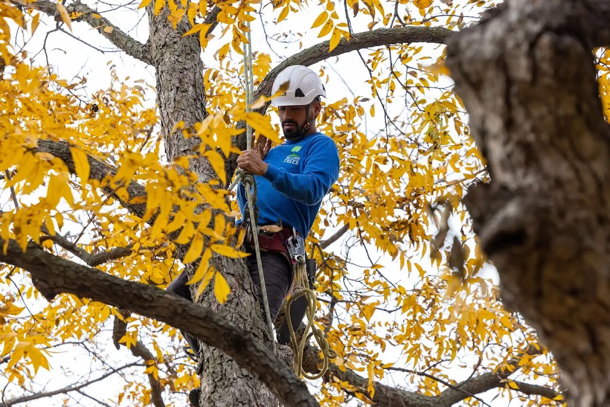 Skilled Tree Planing crew working in Delphos